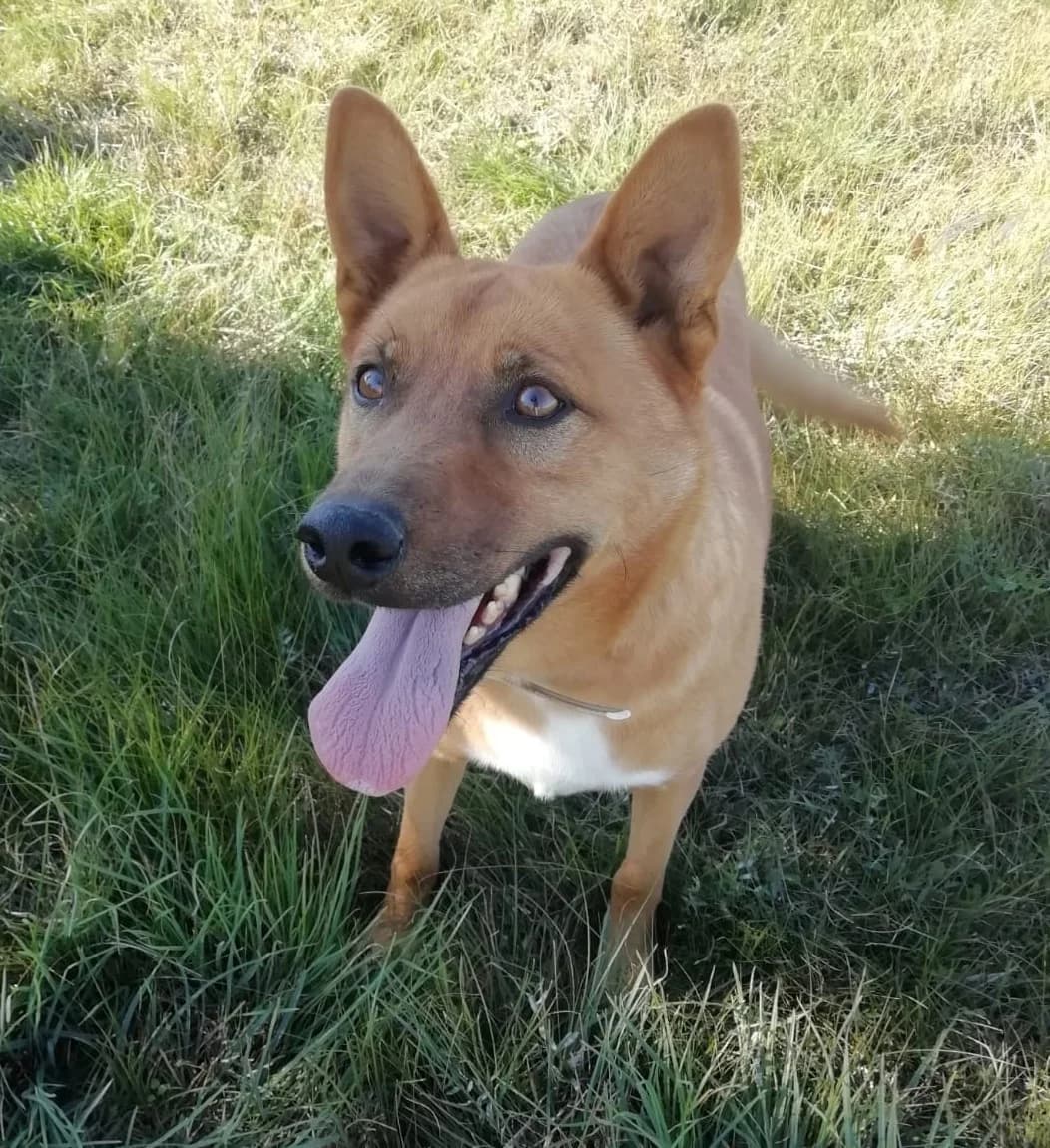 GALILEO, male Mixed Breed for adoption at ASPAP Salmantina