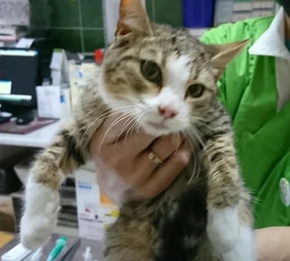 TITÁN, male Mixed Breed for adoption at ASPAP Salmantina