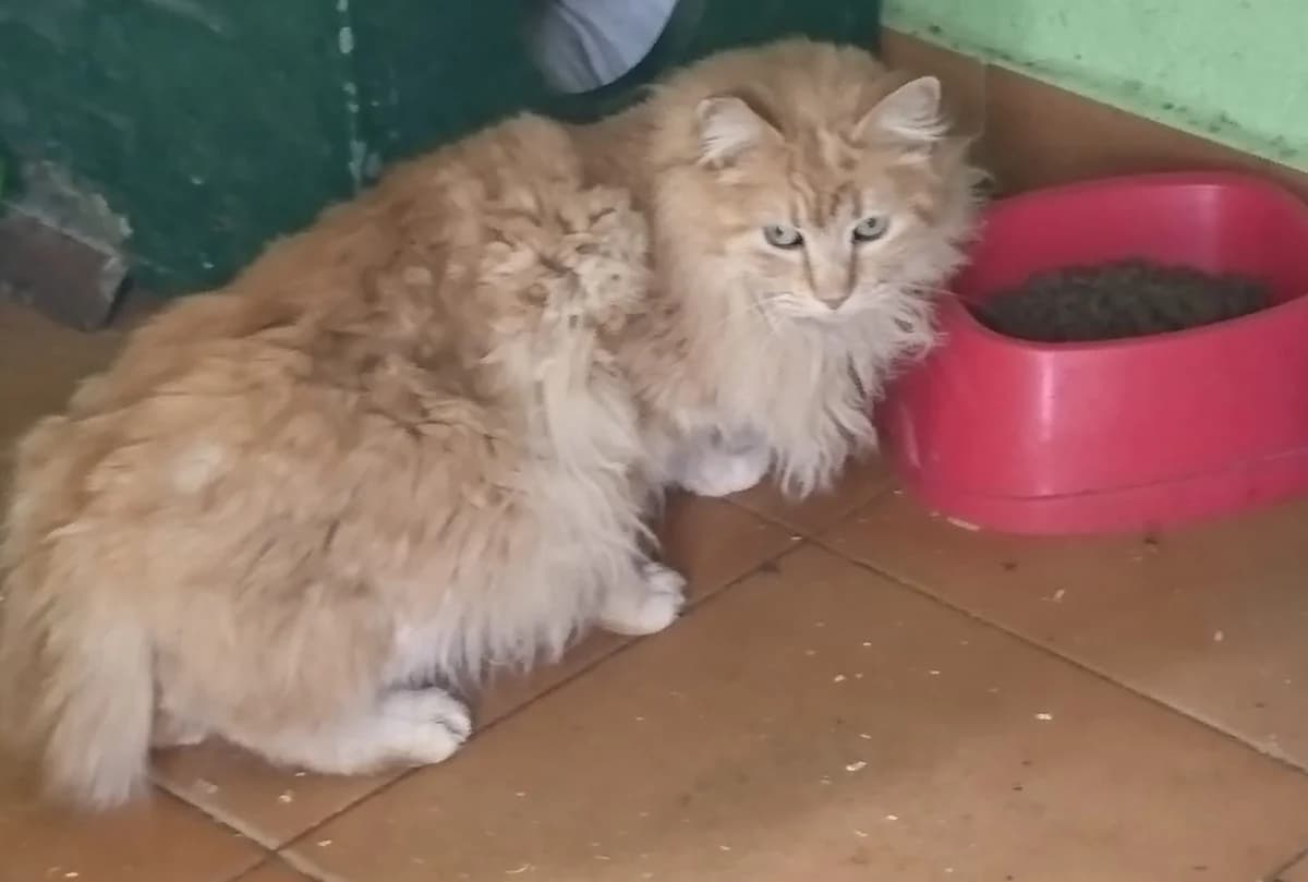 ASLAM, male Mixed Breed for adoption at ASPAP Salmantina