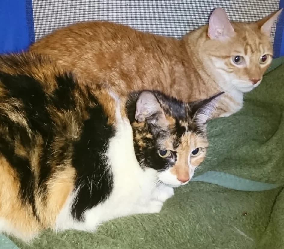 NANA y NARANJITO, female Mixed Breed for adoption at ASPAP Salmantina