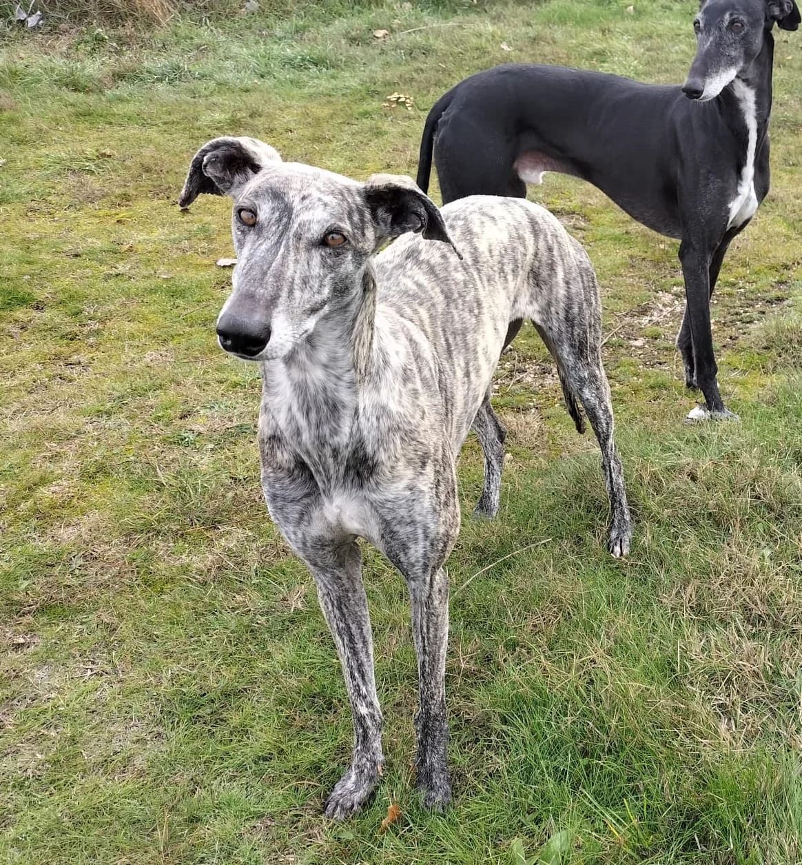 GINGI, female Mixed Breed for adoption at ASPAP Salmantina