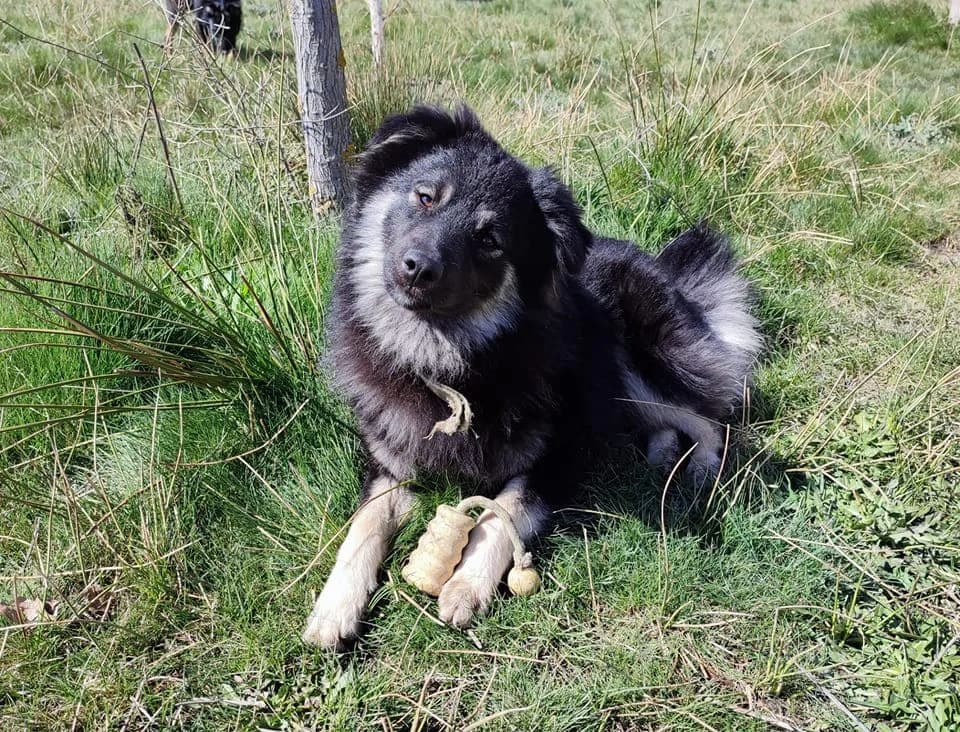 PECK, male Mixed Breed for adoption at ASPAP Salmantina