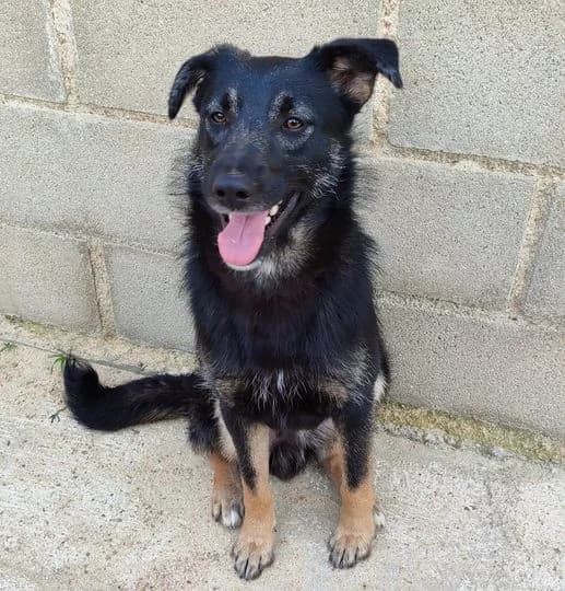 NERO, male Mixed Breed for adoption at ASPAP Salmantina