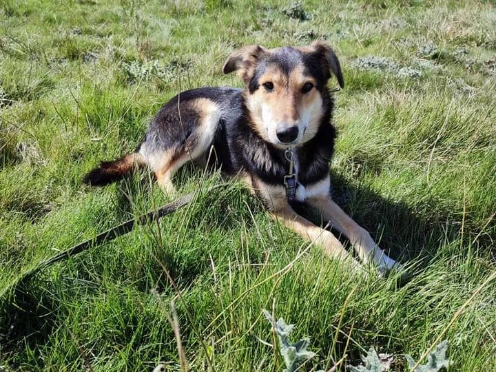LIZA, female Mixed Breed for adoption at ASPAP Salmantina