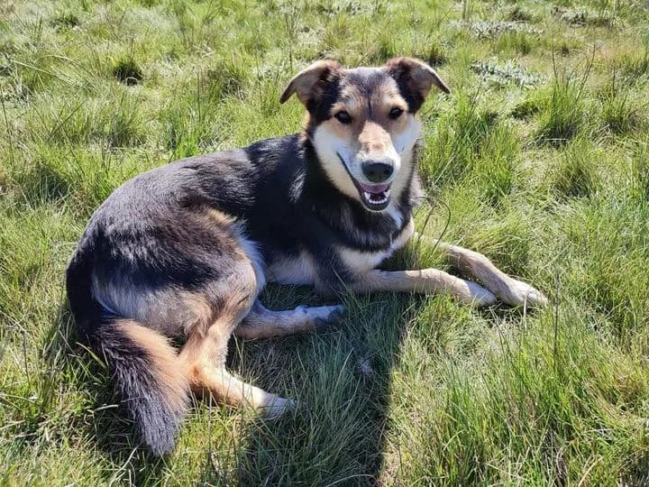 KEPRY, female Mixed Breed for adoption at ASPAP Salmantina