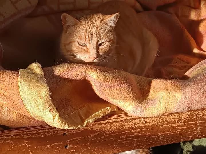 CATARINA, female Mixed Breed for adoption at ASPAP Salmantina