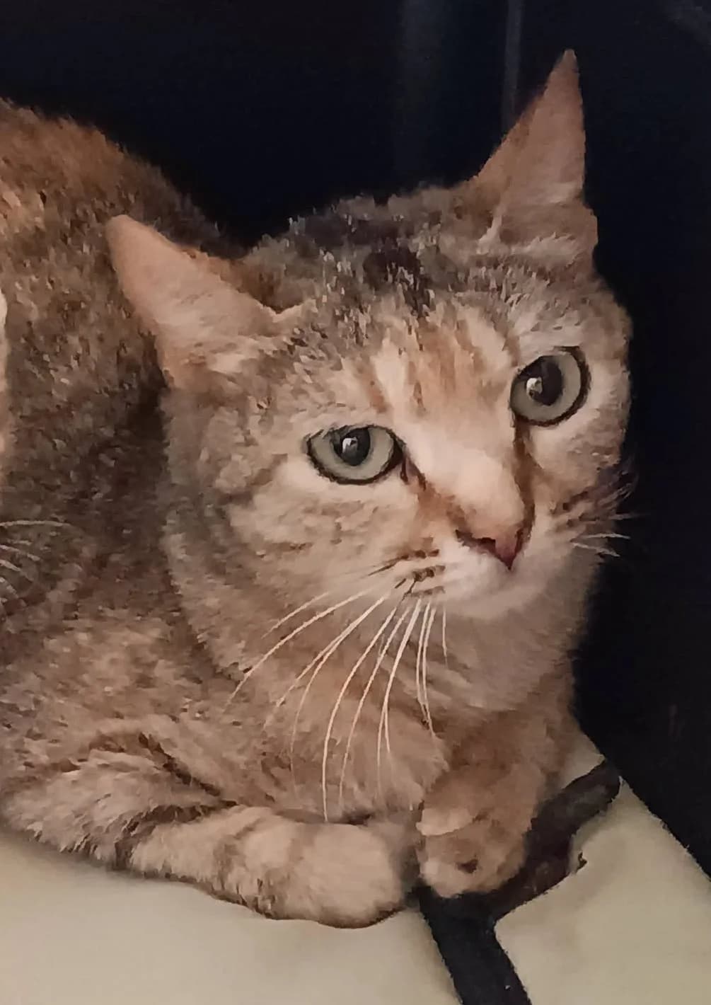 EMILIA, female Mixed Breed for adoption at ASPAP Salmantina