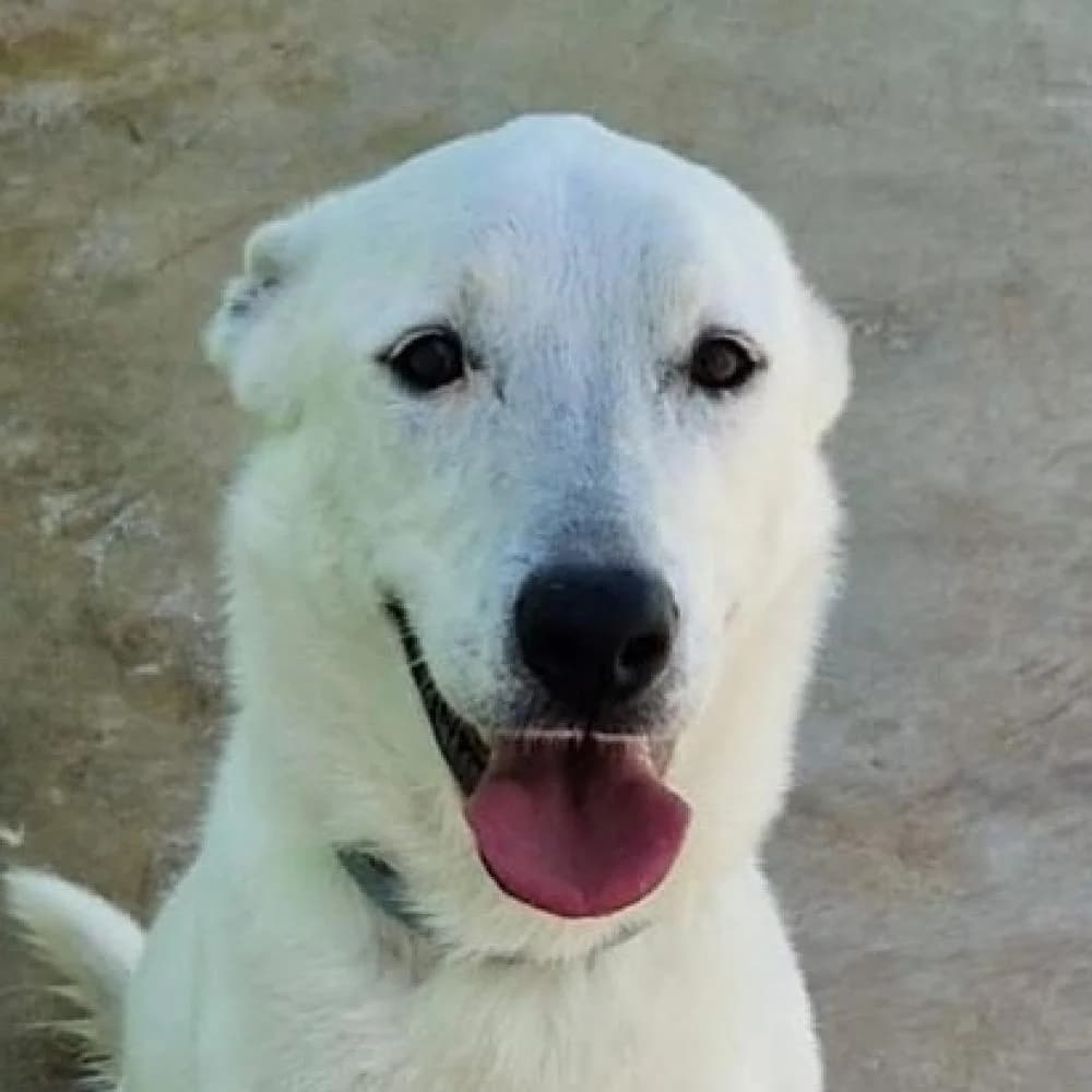 Axx, male 3yo Labrador Retriever for adoption at AUPA - Adopta Un Perro Abandonado, Valencia