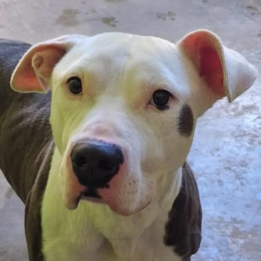 Berlin, male 5yo Pit Bull Terrier for adoption at AUPA - Adopta Un Perro Abandonado, Valencia