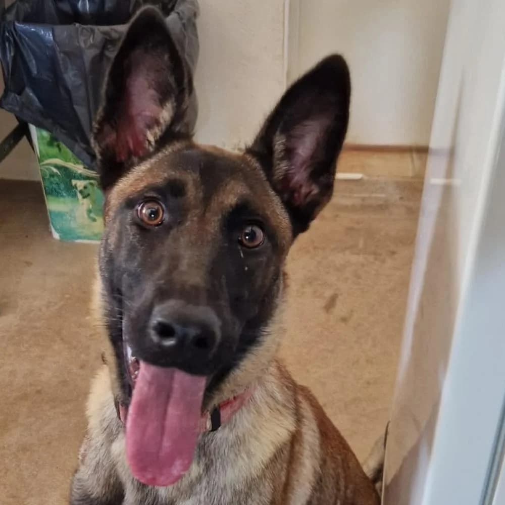 Electra, female puppy Belgian Malinois for adoption at AUPA - Adopta Un Perro Abandonado, Valencia