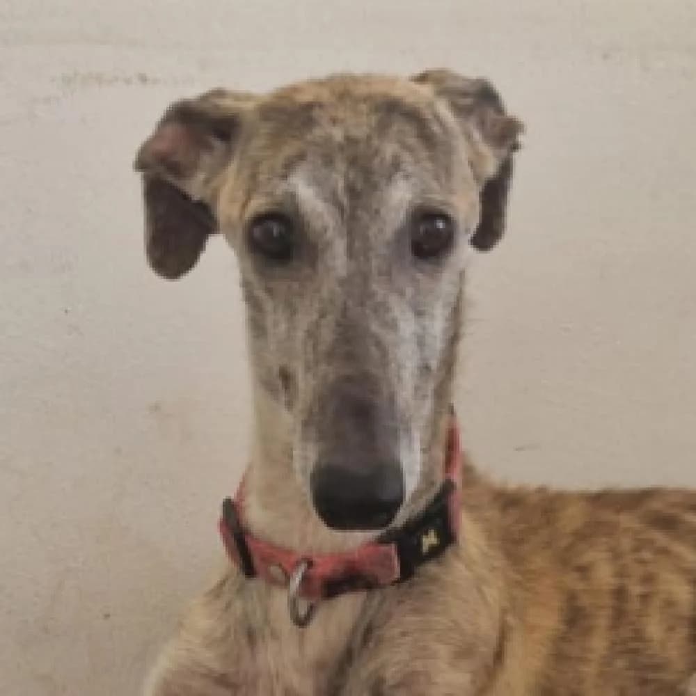 Gala, female 7yo Galgo Español for adoption at AUPA - Adopta Un Perro Abandonado, Valencia