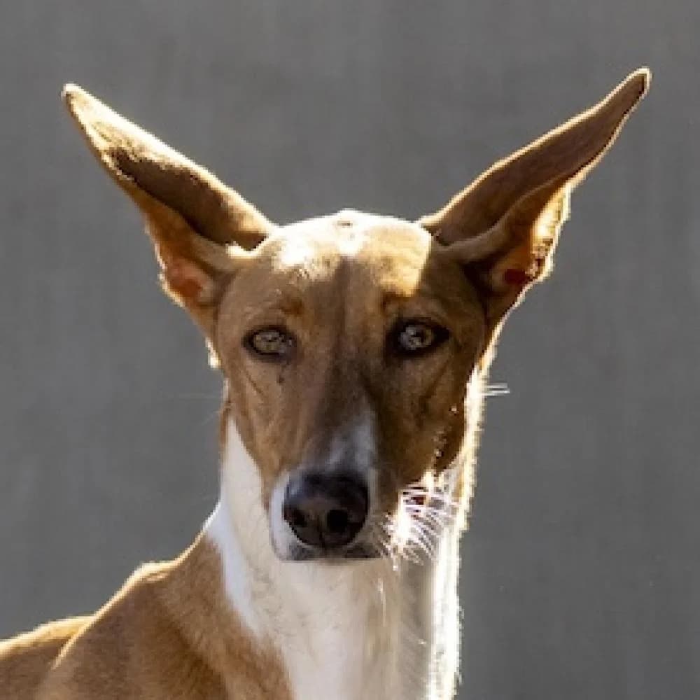 Isis, female 6yo Podenco for adoption at AUPA - Adopta Un Perro Abandonado, Valencia