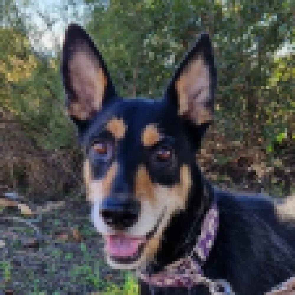 Logan, male 3yo Mixed Breed for adoption at AUPA - Adopta Un Perro Abandonado, Valencia