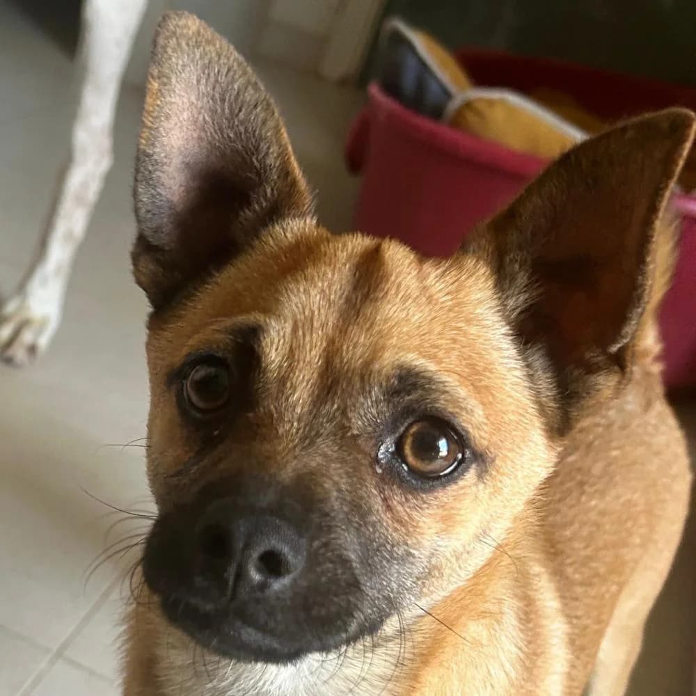 Mojito, male puppy Chihuahua for adoption at AUPA - Adopta Un Perro Abandonado, Valencia