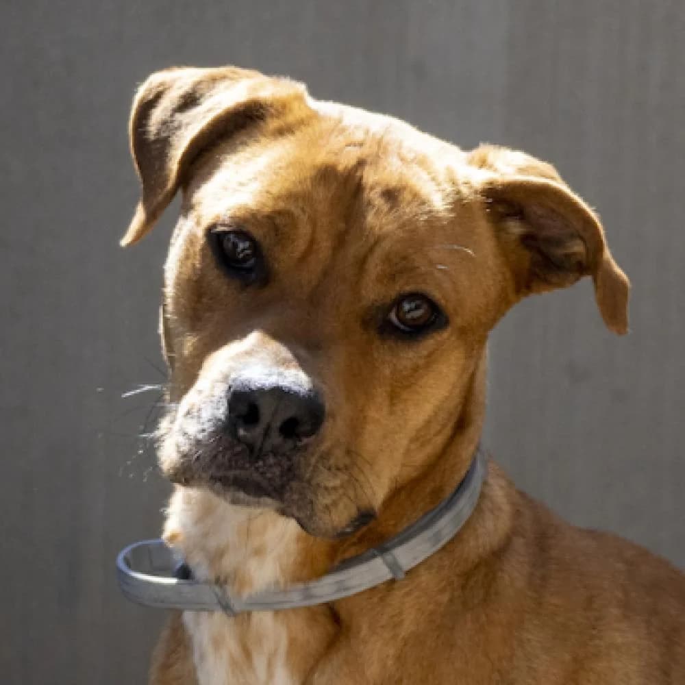 Mostaza, female 5yo Mixed Breed for adoption at AUPA - Adopta Un Perro Abandonado, Valencia