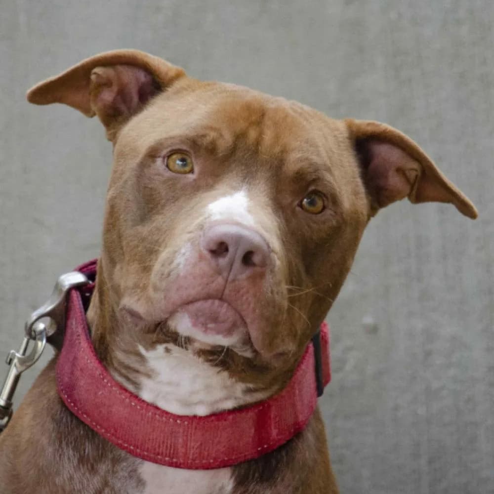 Opium, male 6yo Pit Bull Terrier for adoption at AUPA - Adopta Un Perro Abandonado, Valencia