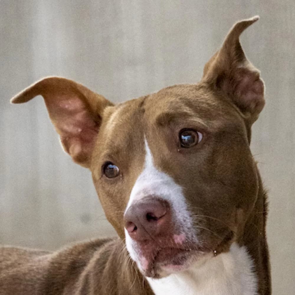 Perla, female 7yo Mixed Breed for adoption at AUPA - Adopta Un Perro Abandonado, Valencia