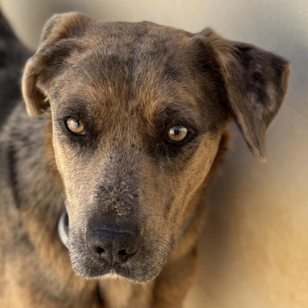 Tequila, female 5yo Mixed Breed for adoption at AUPA - Adopta Un Perro Abandonado, Valencia