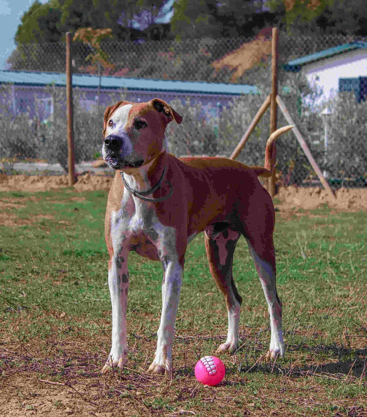 Oscar, male senior Pit Bull Terrier for adoption at Axarquia Animal Rescue