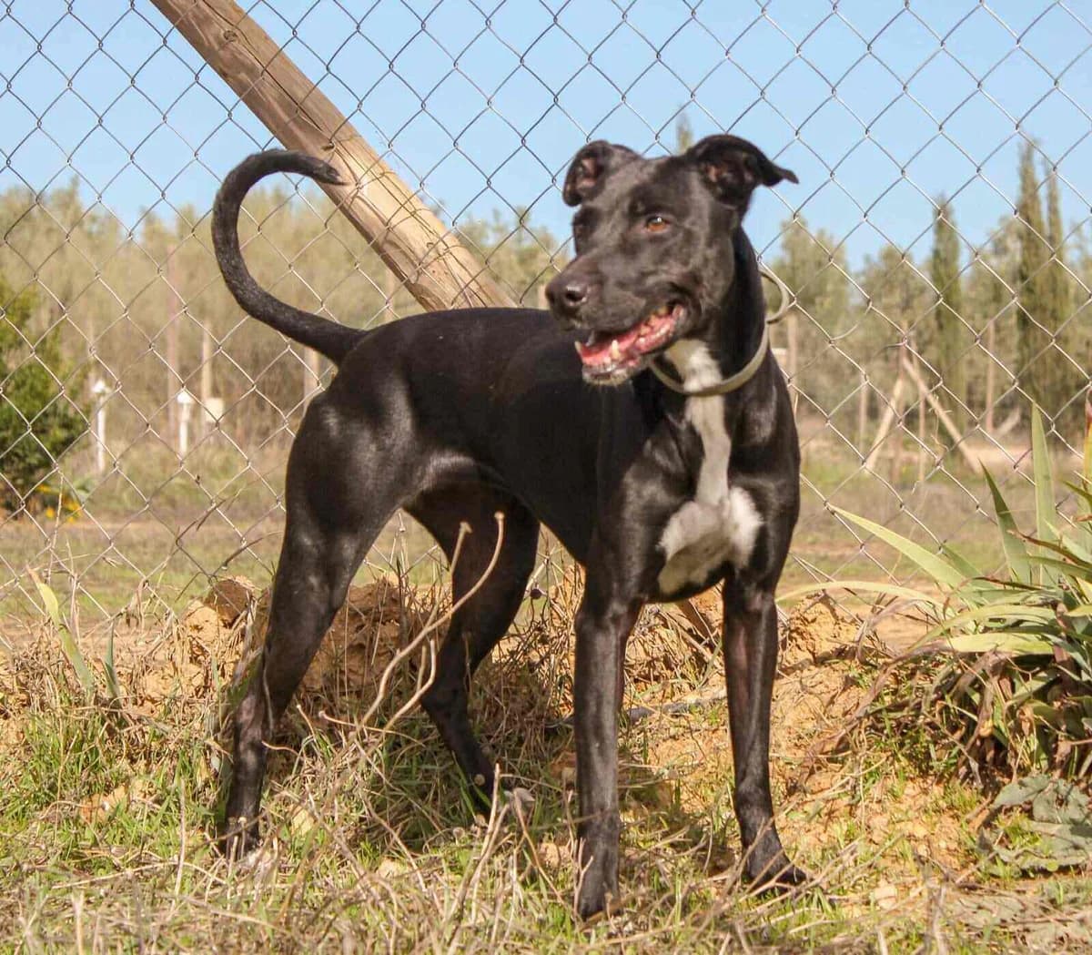 Nancy, female senior Pit Bull Terrier for adoption at Axarquia Animal Rescue