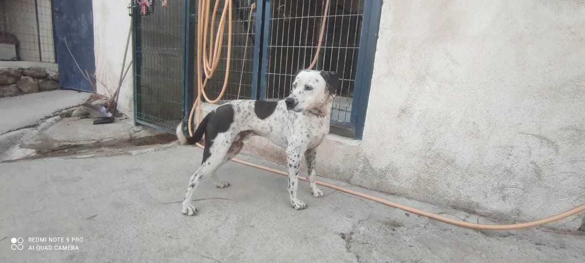 Monty, male 7yo mixed breed for adoption at Axarquia Animal Rescue