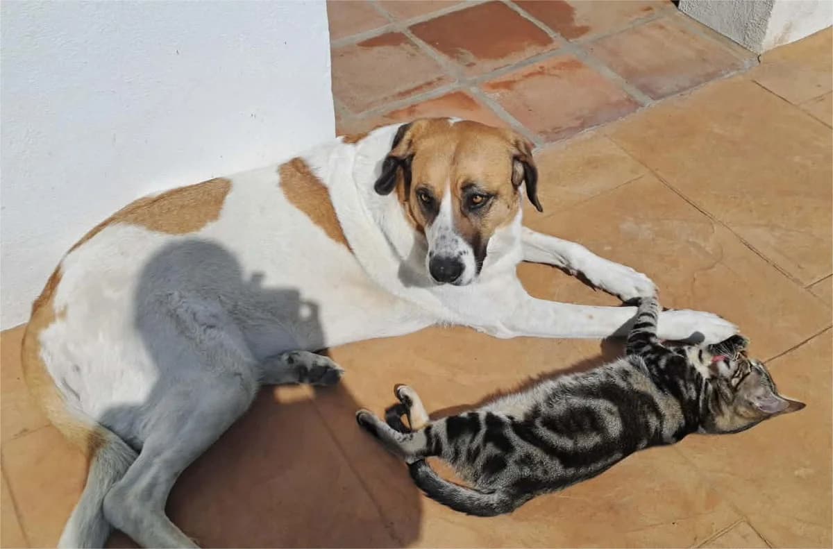 Lily, female 4yo mixed breed for adoption at Axarquia Animal Rescue