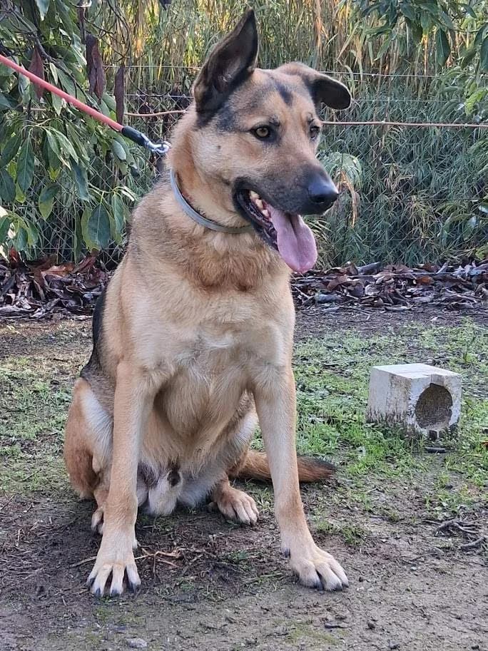 Alfie, male 4yo German Shepherd for adoption at Axarquia Animal Rescue
