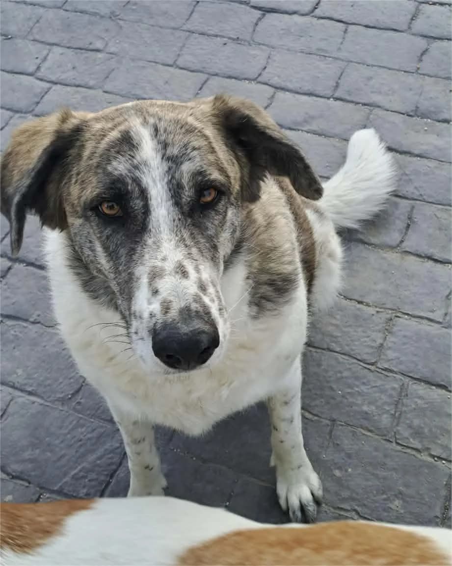 Norma, female 5yo mixed breed for adoption at Axarquia Animal Rescue