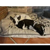 Patch, male puppy mixed breed for adoption at Axarquia Animal Rescue