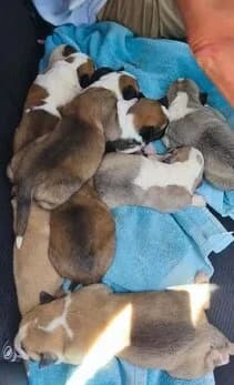 Rafa, male puppy mixed breed for adoption at Axarquia Animal Rescue