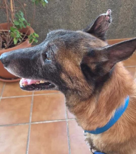 Rudy, male Belgian Malinois for adoption at Axarquia Animal Rescue