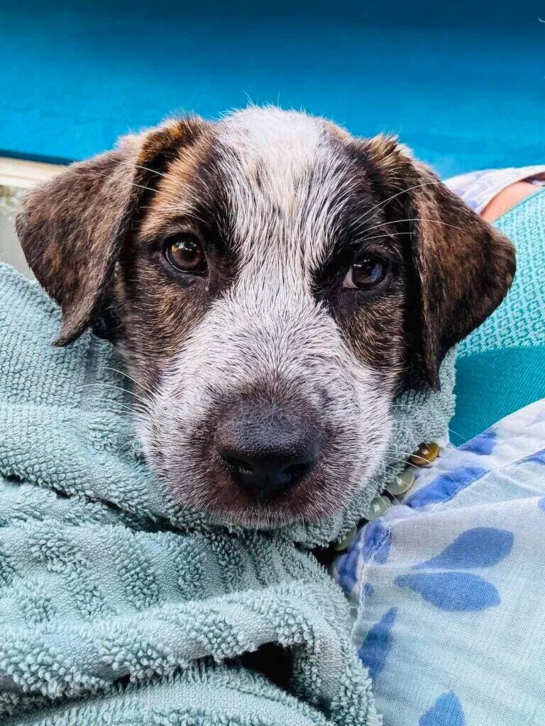 Sheila, female puppy mixed breed for adoption at Axarquia Animal Rescue