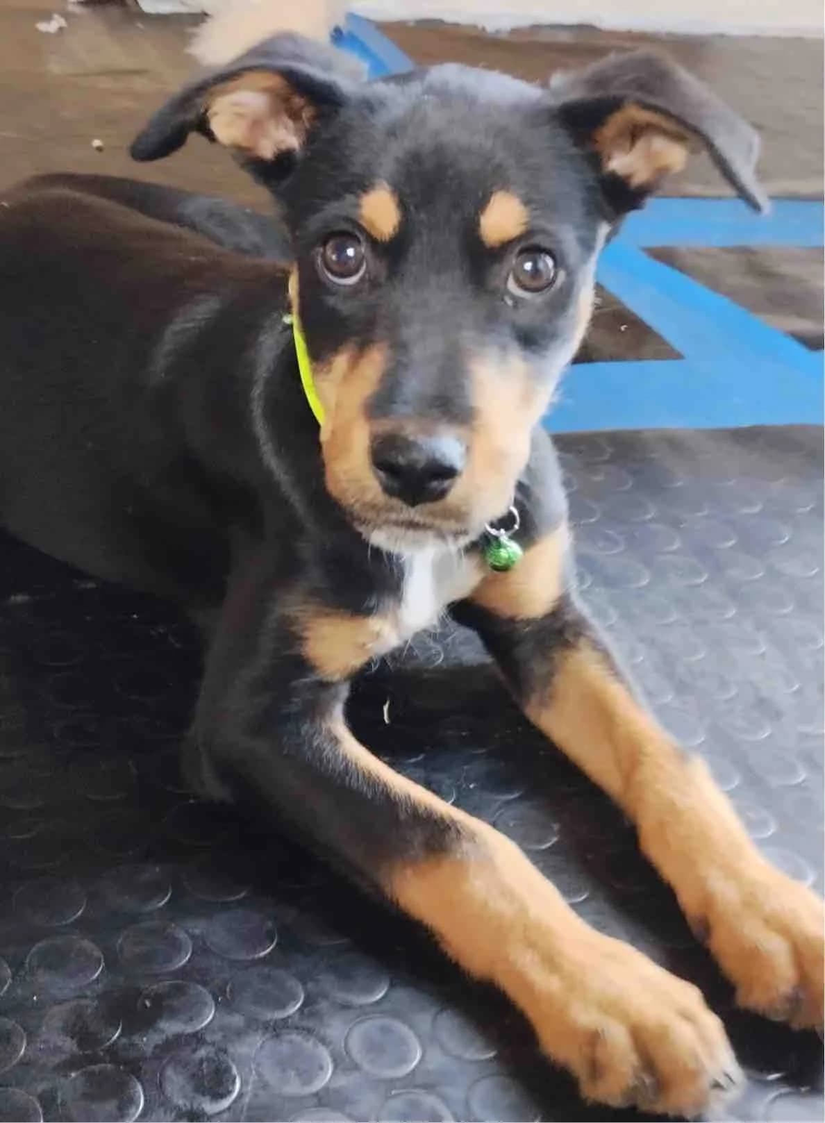 Gracie, female puppy Mixed Breed for adoption at Axarquia Animal Rescue