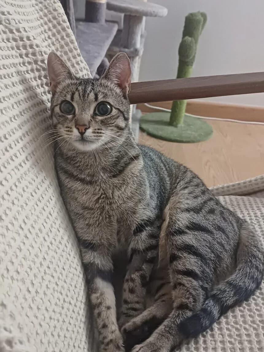 Aura, female European Shorthair for adoption at Ayuda Animal Murcia, Murcia
