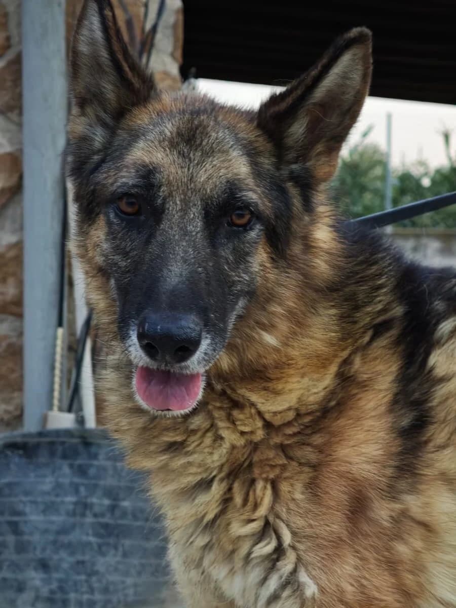 BEN,  4yo Mixed Breed for adoption at Ayuda Animal Murcia, Murcia