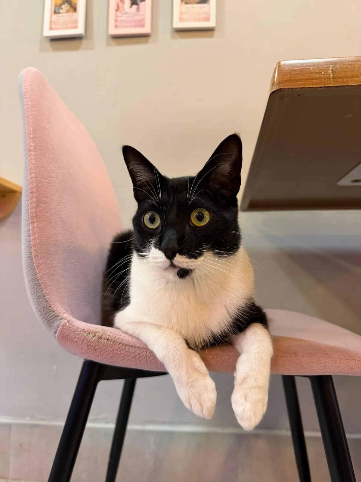 Elvis, male European Shorthair for adoption at Ayuda Animal Murcia, Murcia