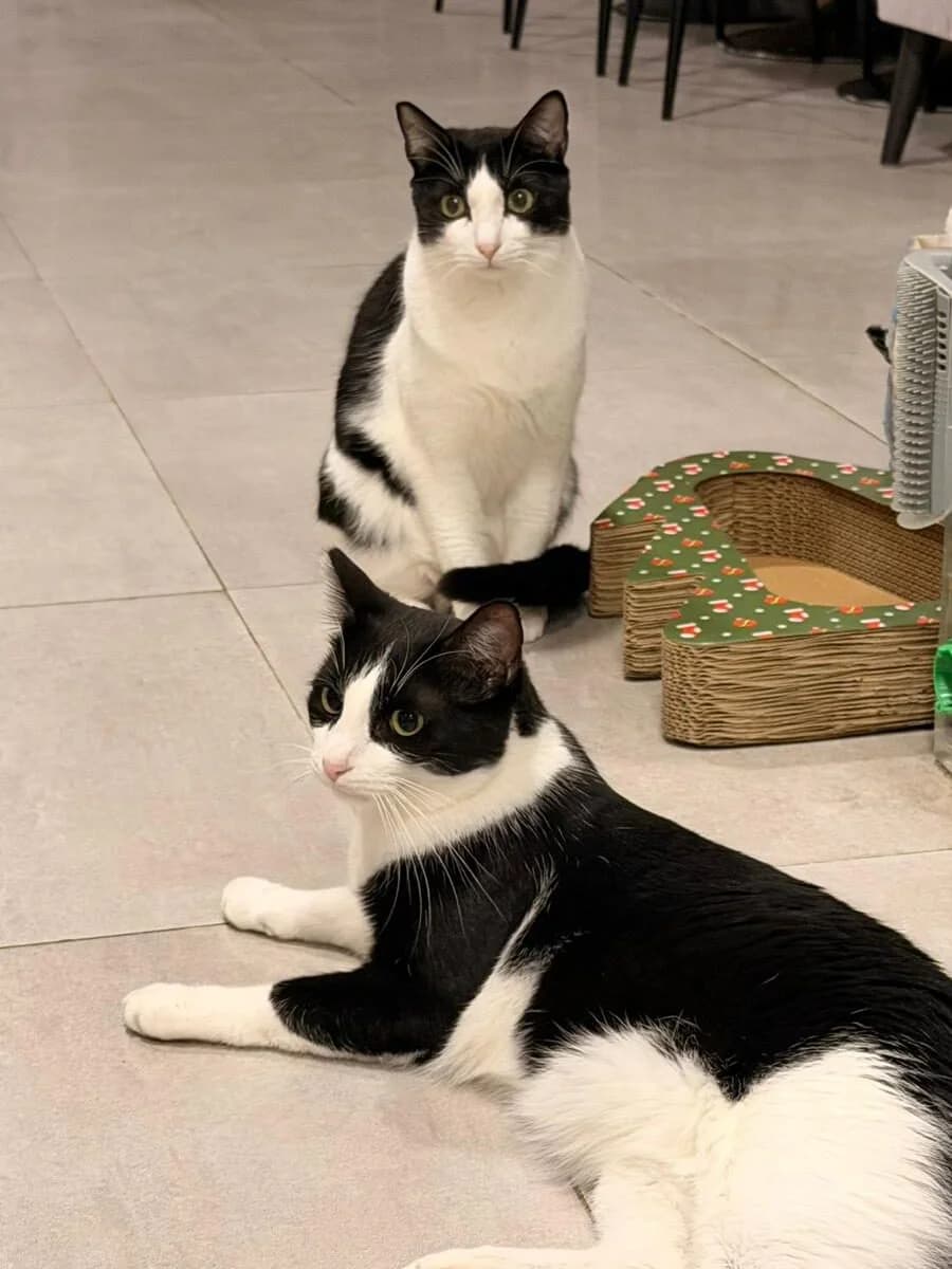 TOPO Y COWBOY, male Mixed Breed for adoption at Ayuda Animal Murcia, Murcia