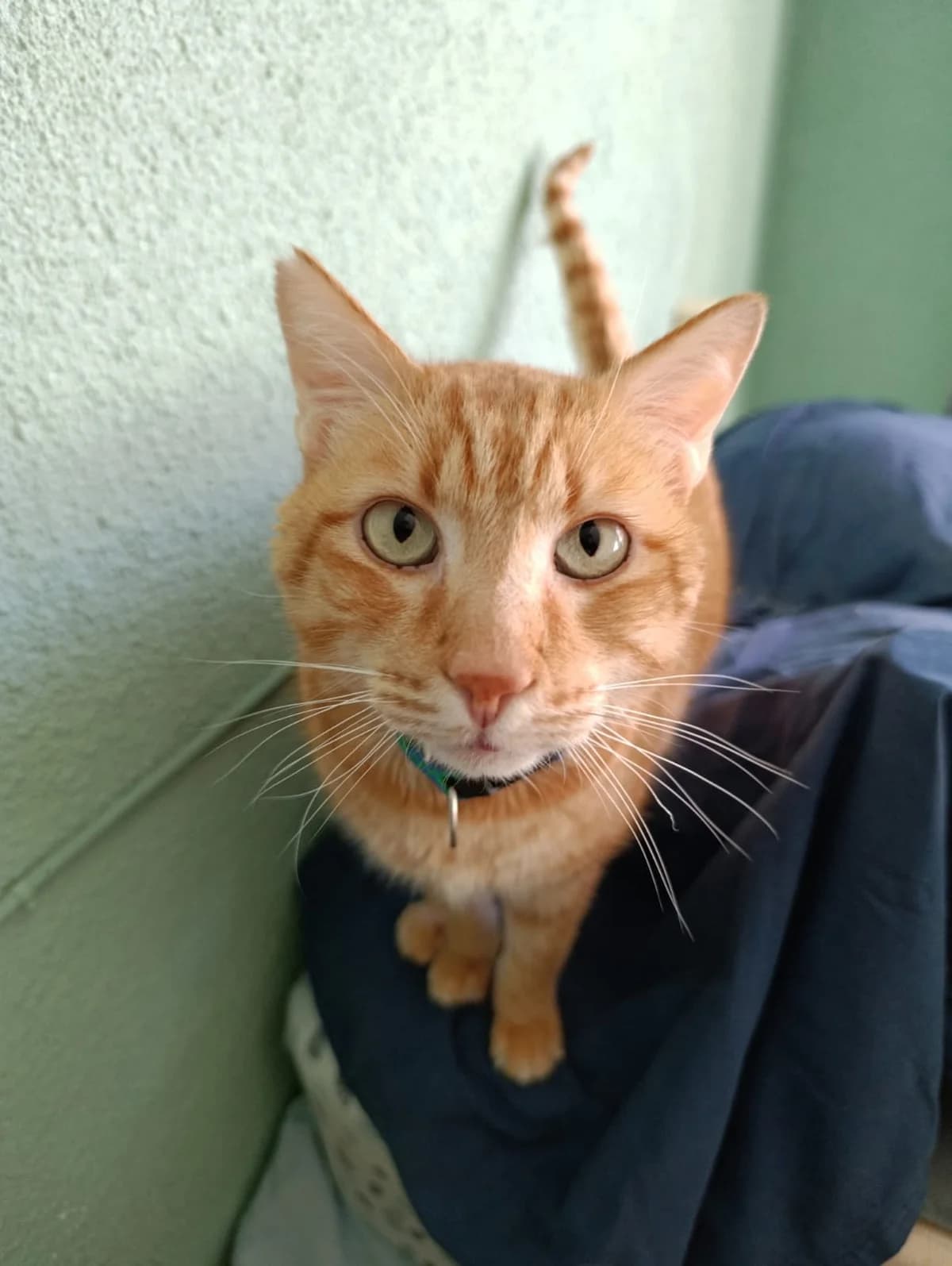 GARFIELD,  senior Mixed Breed for adoption at Ayuda Animal Murcia, Murcia