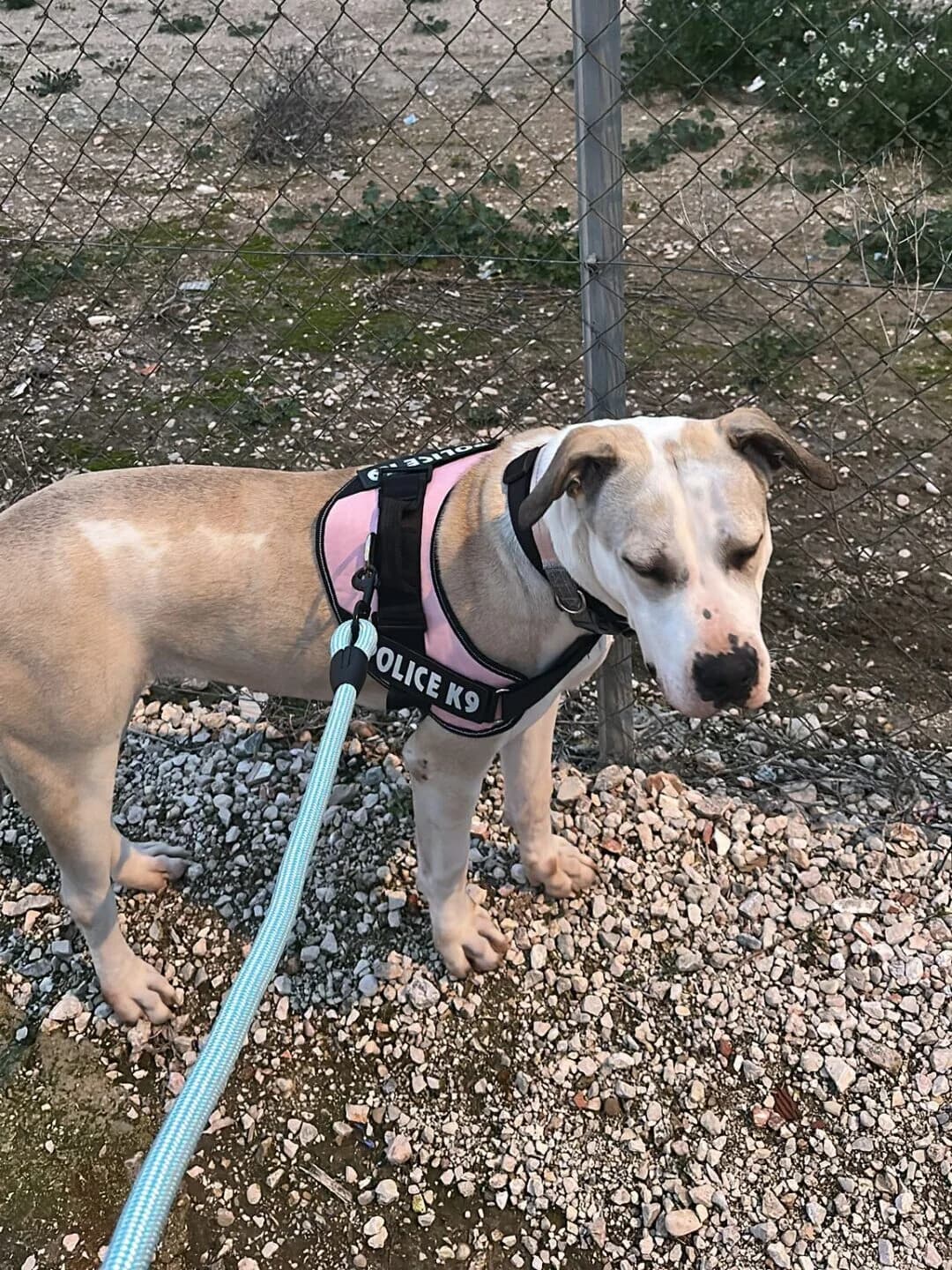 ALANIA,  young Mixed Breed for adoption at Ayuda Animal Murcia, Murcia