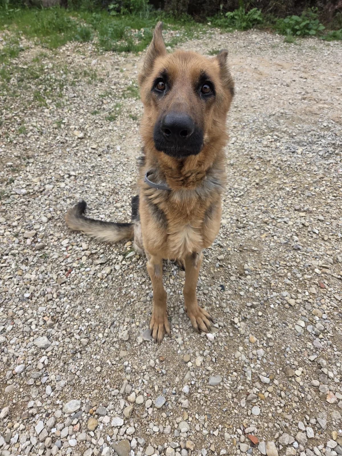 RAVEN, female Mixed Breed for adoption at Ayuda Animal Murcia, Murcia