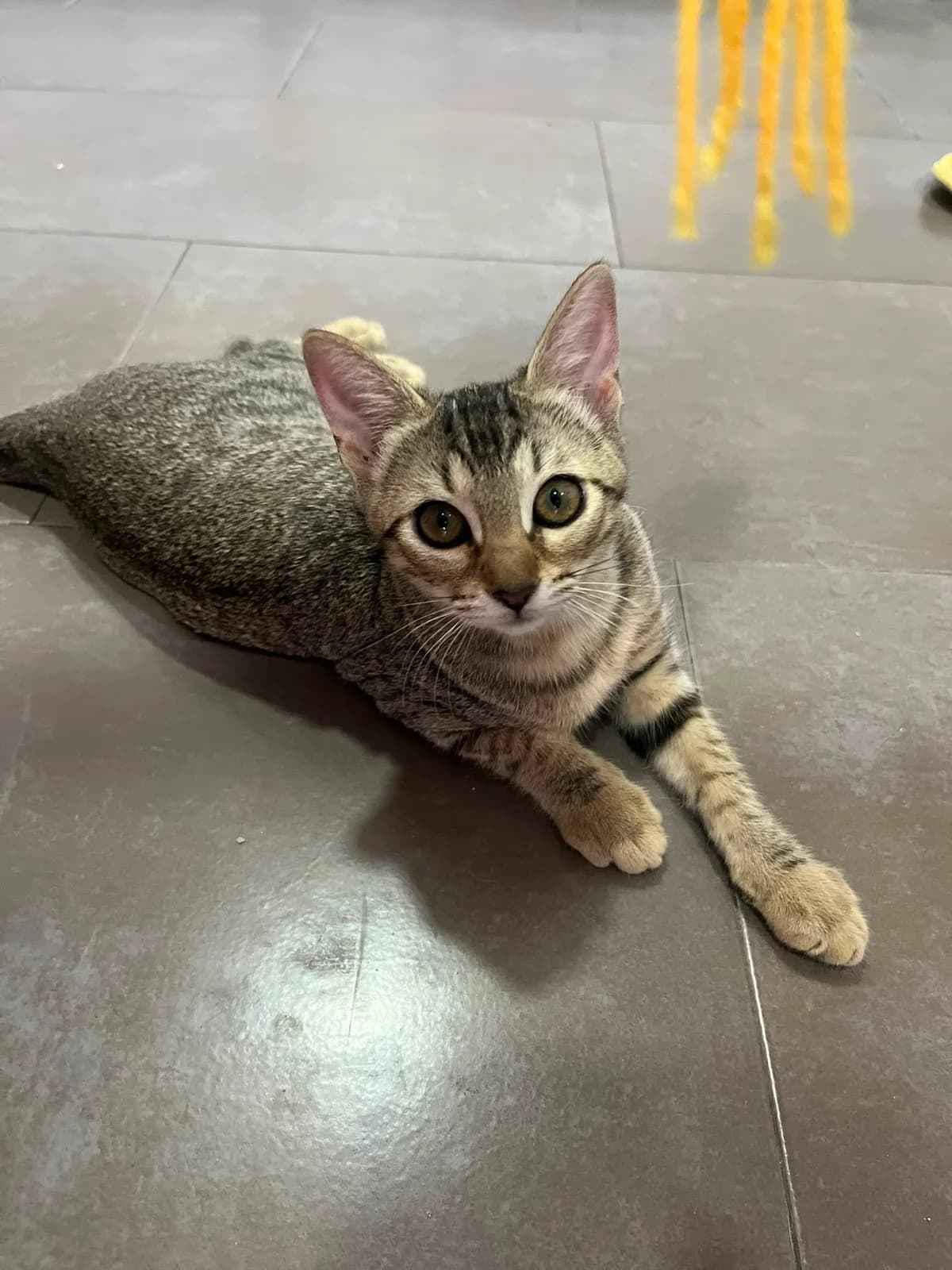 Cleo, female European Shorthair for adoption at Ayuda Animal Murcia, Murcia