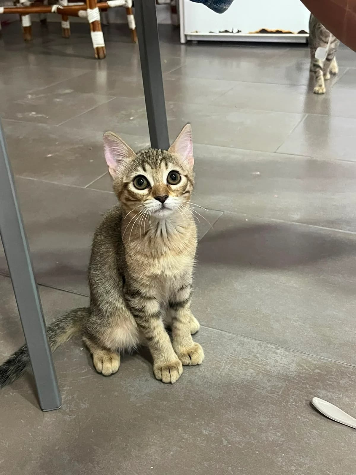 Burbuja, female European Shorthair for adoption at Ayuda Animal Murcia, Murcia