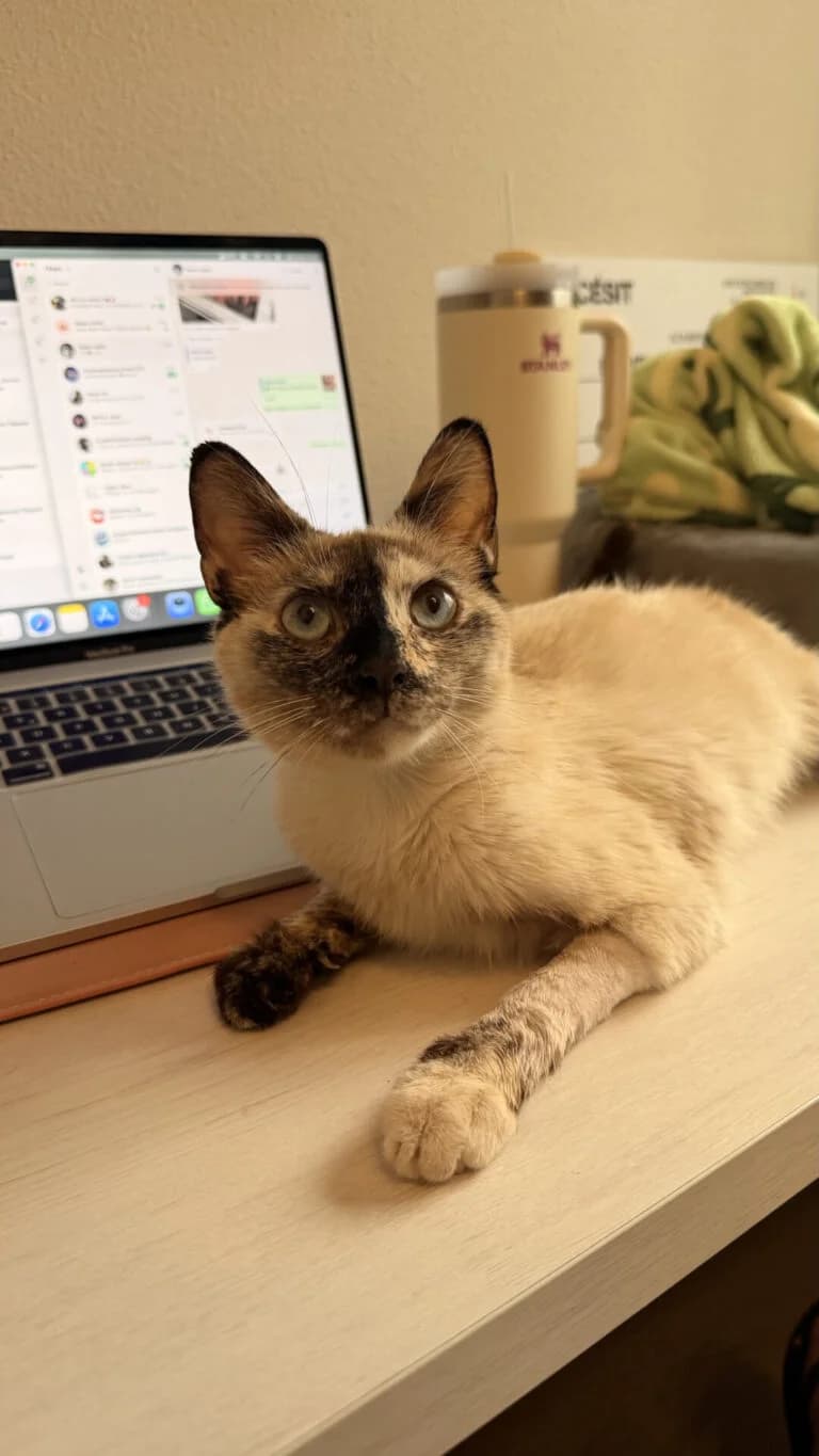 Fresa, female European Shorthair for adoption at Ayuda Animal Murcia, Murcia