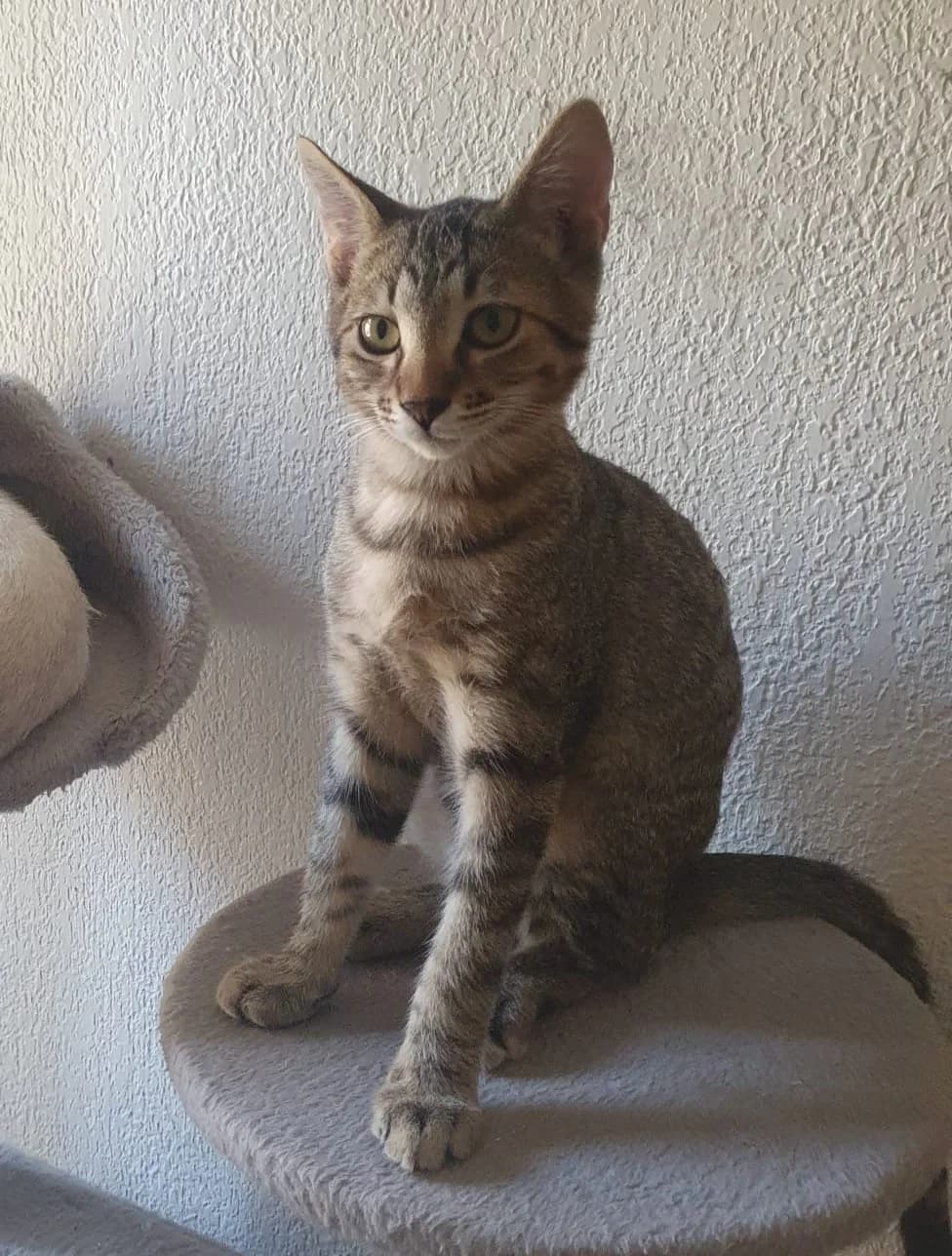 Snoopy, male European Shorthair for adoption at Ayuda Animal Murcia, Murcia