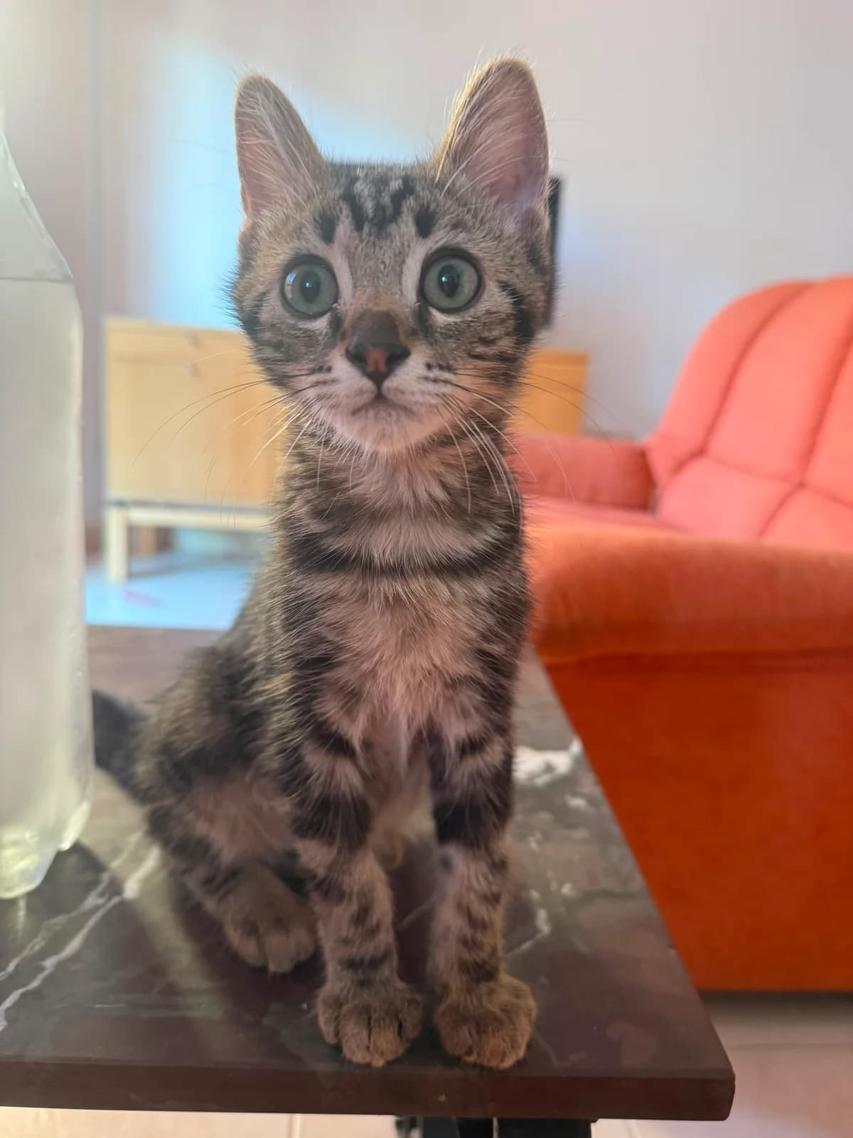 Grogu, male European Shorthair for adoption at Ayuda Animal Murcia, Murcia