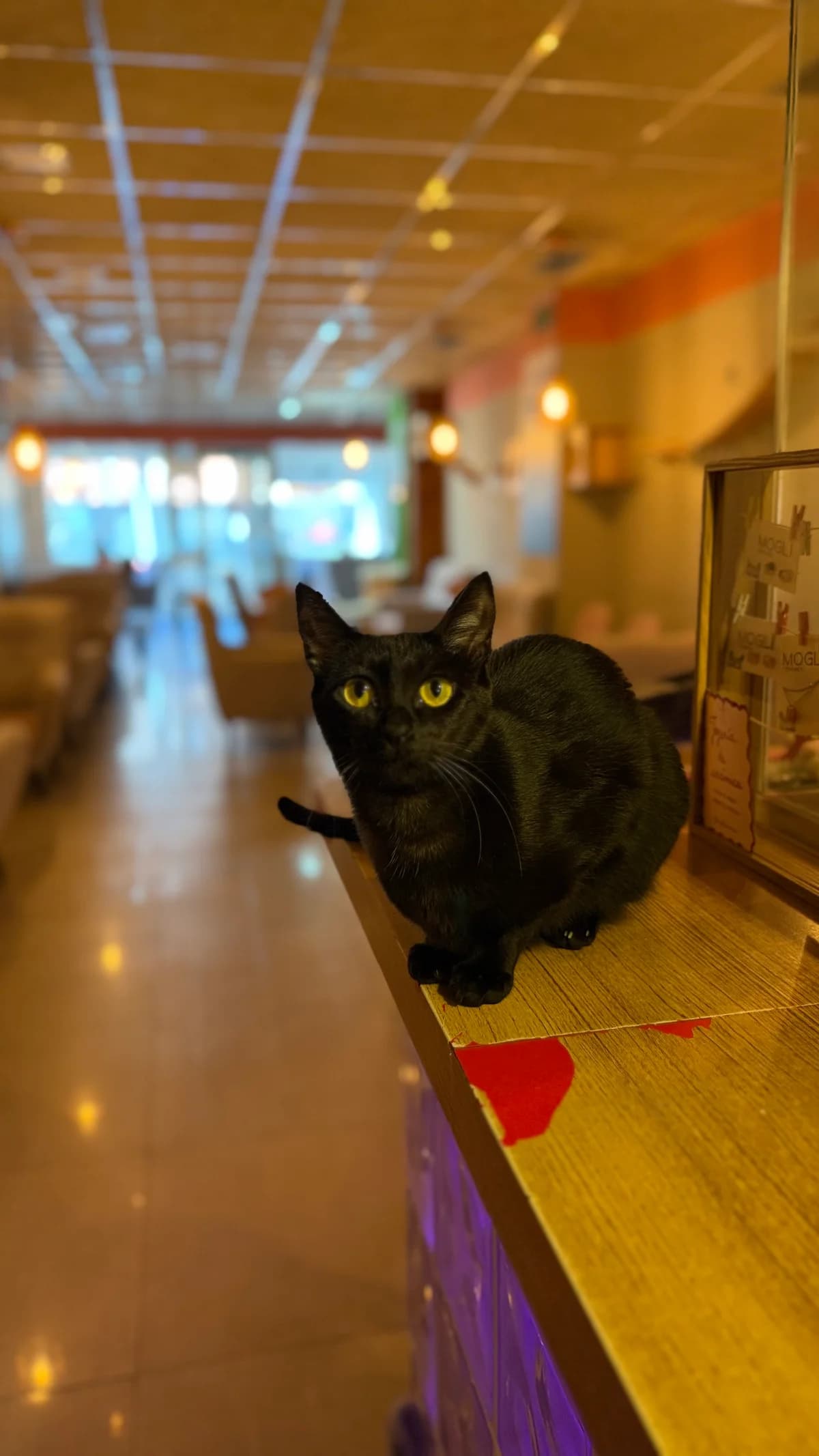 Jyn, female European Shorthair for adoption at Ayuda Animal Murcia, Murcia