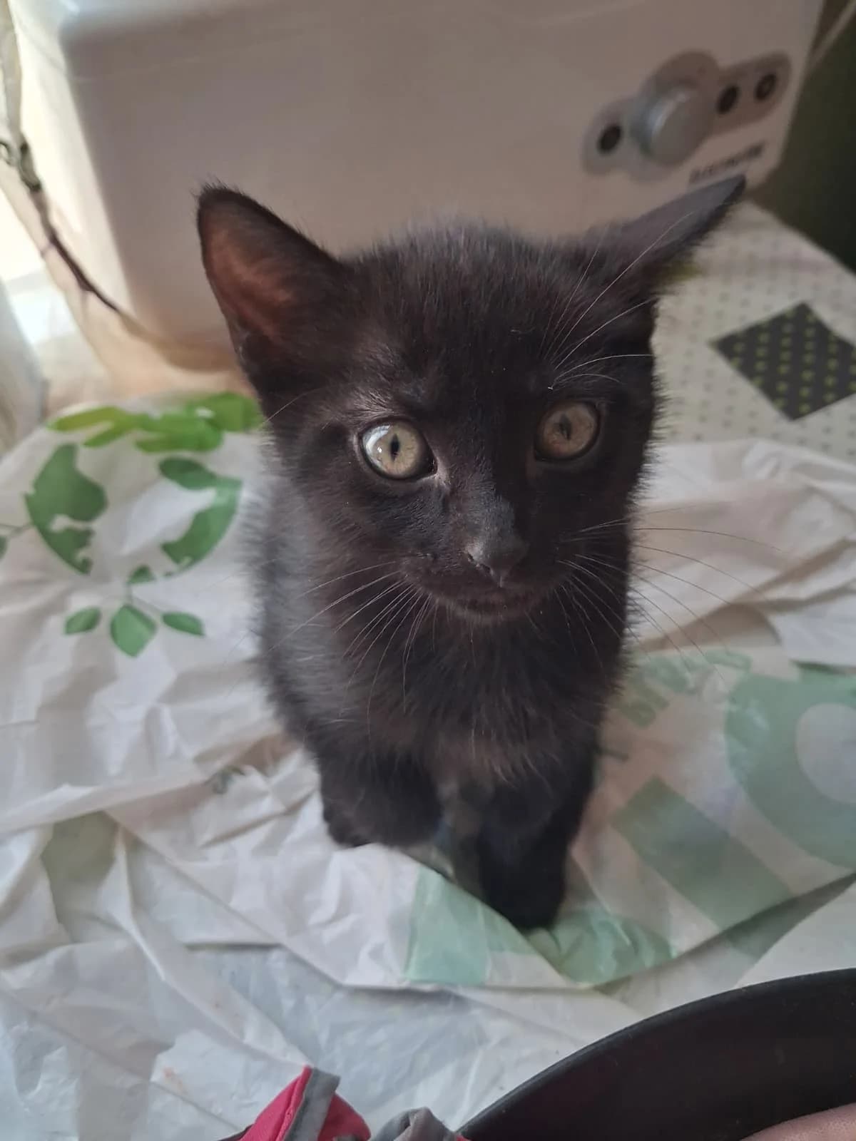 Gaia, female European Shorthair for adoption at Ayuda Animal Murcia, Murcia