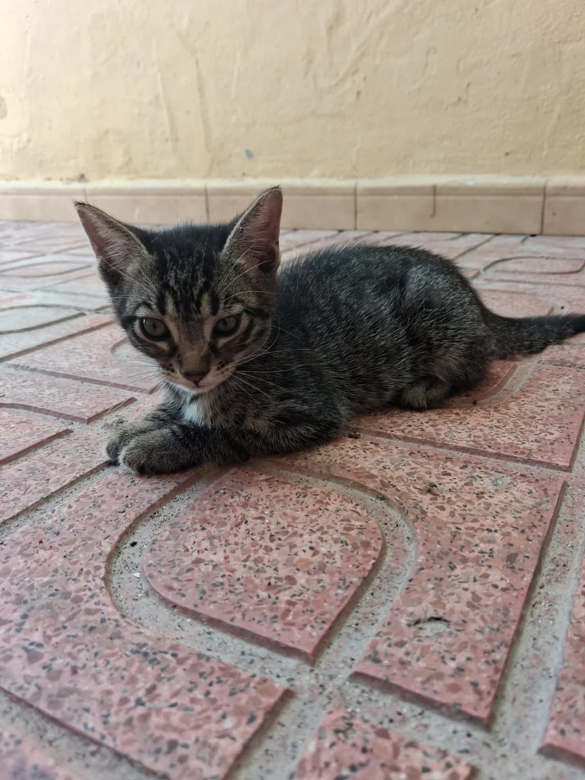 Gala, female European Shorthair for adoption at Ayuda Animal Murcia, Murcia