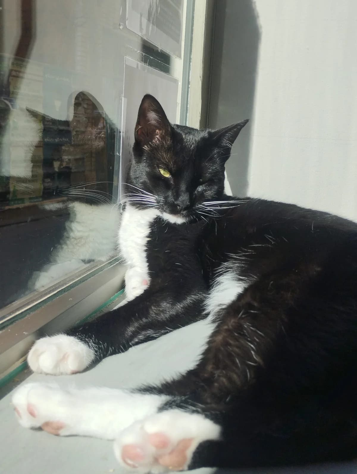 Leia, female European Shorthair for adoption at Ayuda Animal Murcia, Murcia
