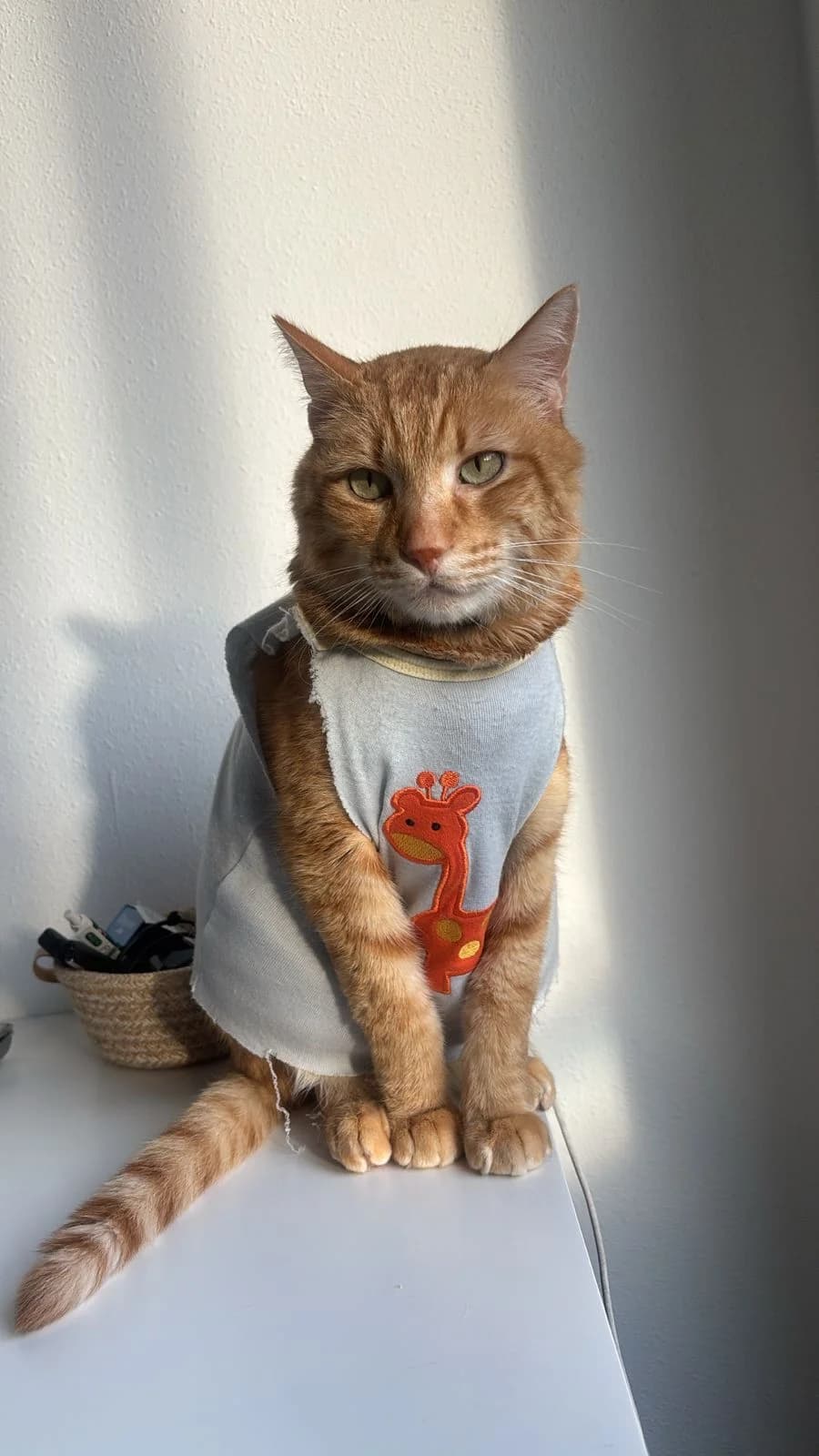 Garfield, male European Shorthair for adoption at Ayuda Animal Murcia, Murcia